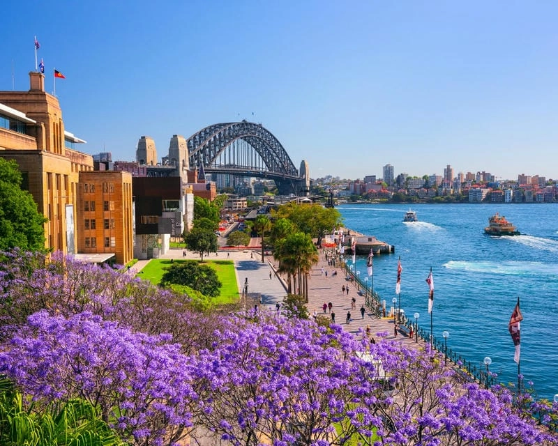 Vẻ đẹp rực rỡ của mùa hoa phượng vĩ Úc khiến lòng người xao xuyến