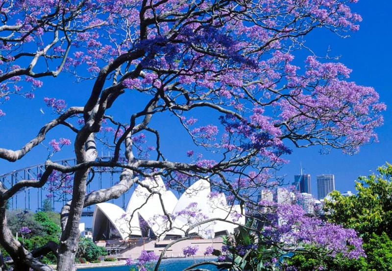 Trải nghiệm đáng nhớ cùng mùa hoa phượng vĩ Úc là kỷ niệm khó quên