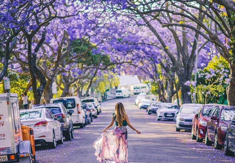 Những địa điểm ngắm hoa phượng vĩ đẹp ở Úc làm say lòng người