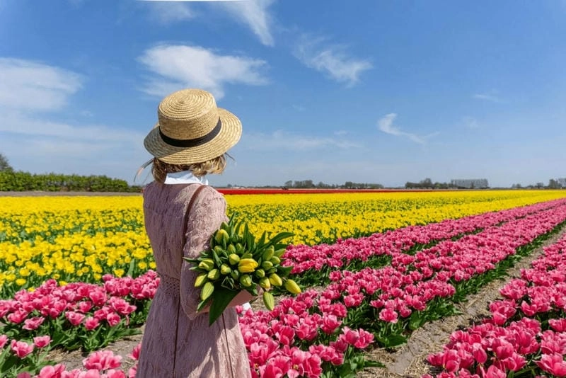 Những cánh đồng tulip nổi tiếng ở Hà Lan đẹp như tranh vẽ.