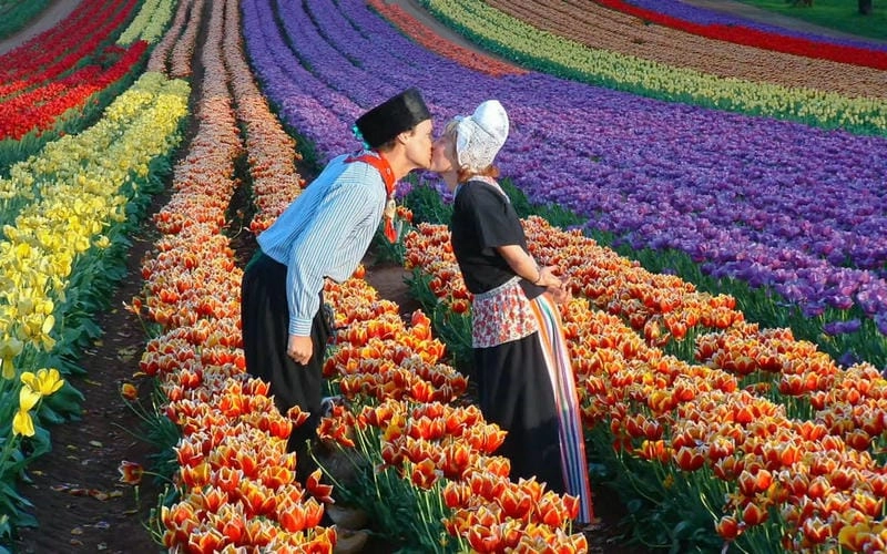 Những cánh đồng tulip rực rỡ sắc màu ở Hà Lan.