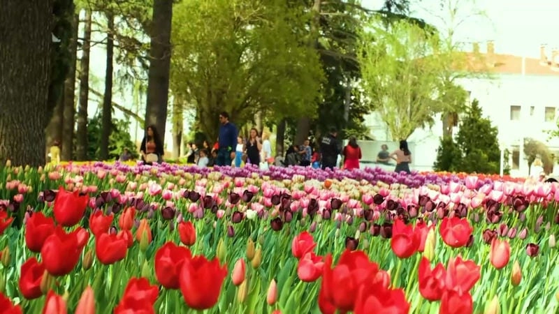 Thổ Nhĩ Kỳ thơ mộng với sắc hoa tulip