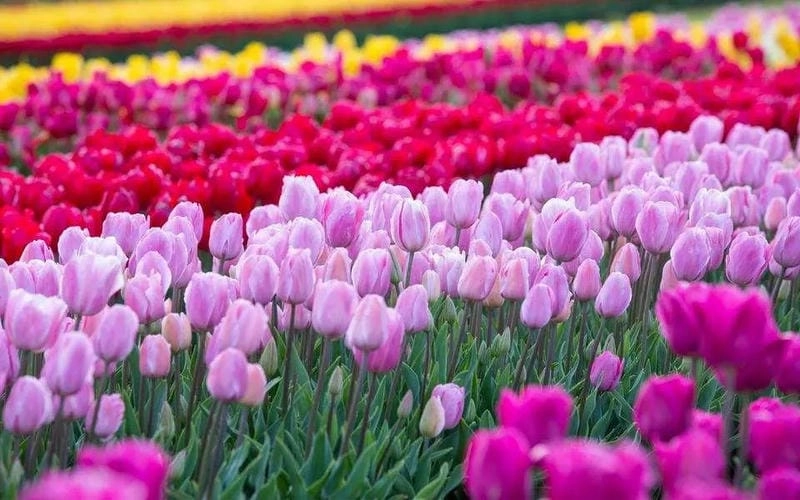 Hoa tulip nở rộ khắp nơi trên đất Úc