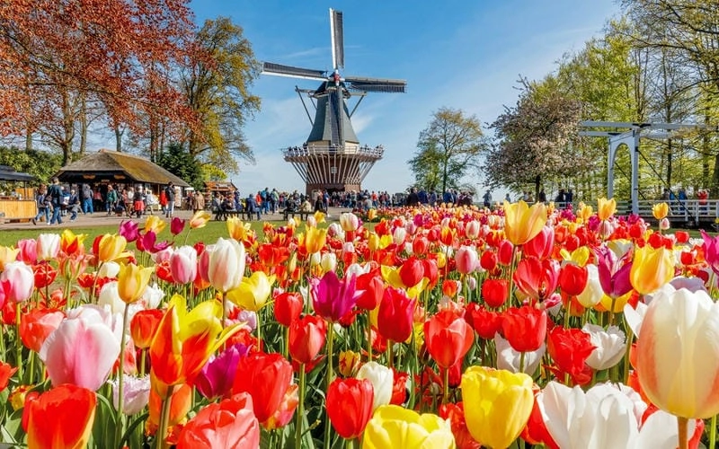 Úc thơ mộng với hoa tulip rực rỡ