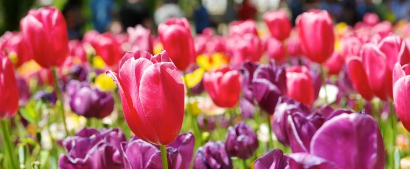 Mùa xuân Canberra ngập tràn tulip