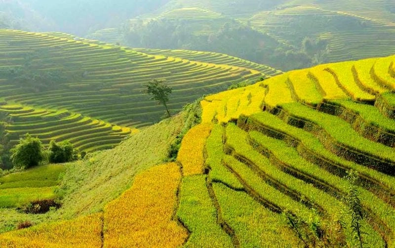 Mê mẩn cảnh sắc đèo lúa chín