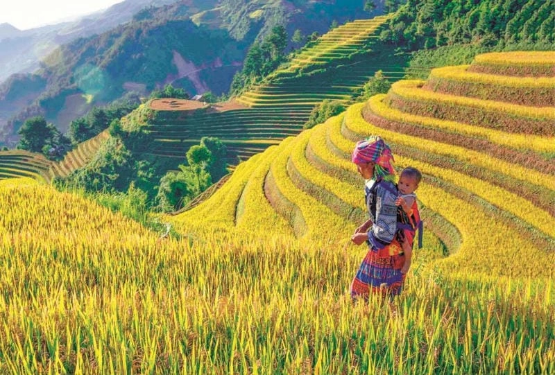 Sắc vàng rợp trời mùa thu Mù Cang Chải