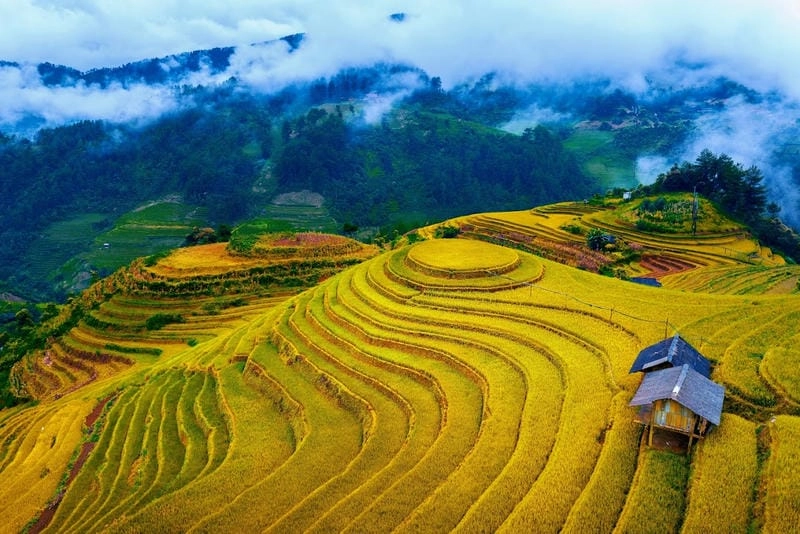 Ngợp trời sắc nắng lúa vàng rực rỡ