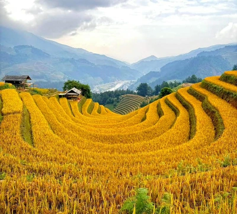 Ngợp sắc vàng trong từng ảnh lúa chín Yên Bái đẹp