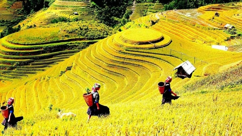 Cảnh sắc lúa vàng rực rỡ như tranh mùa thu