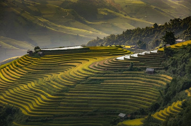 Mê mẩn vẻ đẹp ruộng bậc thang Yên Bái mùa lúa