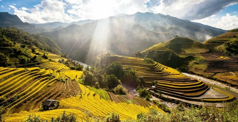 Sương mù lúa chín giăng nhẹ khắp triền ruộng