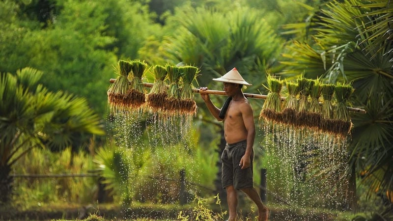Mùa nước nổi ngập tràn thiên nhiên Đồng bằng sông Cửu Long