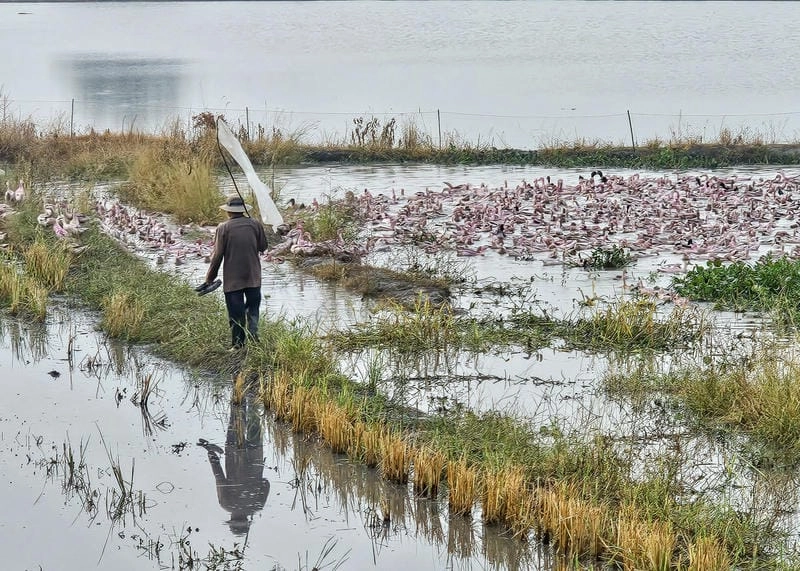 Cánh đồng ngập nước Mùa nước nổi Đồng Tháp Mười tuyệt đẹp