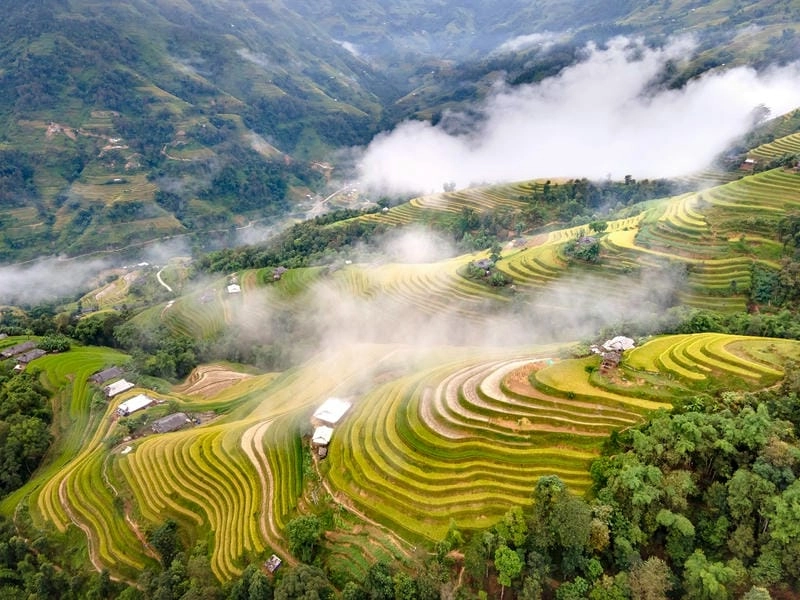 Sương mù lúa chín mờ ảo nên thơ