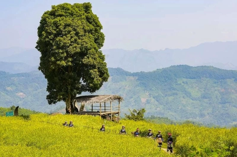 Hồ Ba Bể lúa chín phản chiếu trời thu