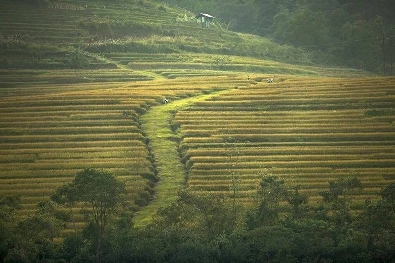 Bồng bềnh lớp sương mù lúa chín trong ánh sớm mai