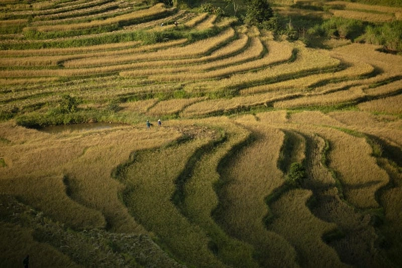 Góc nhìn gần về ảnh lúa chín Hòa Bình mùa thu vàng ươm