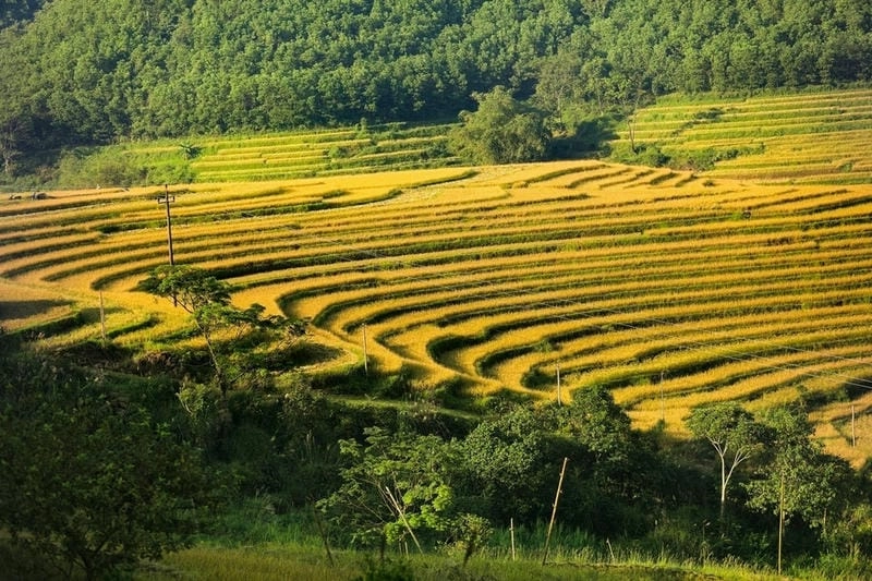 Cánh đồng ruộng lúa Hòa Bình đổ vàng dưới nắng thu