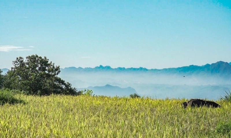 Khám phá vẻ yên bình của bình minh lúa chín trên cao nguyên