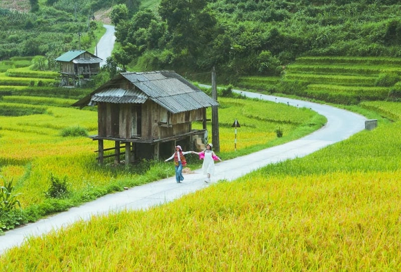 Lung linh khung trời ảnh lúa chín Lào Cai
