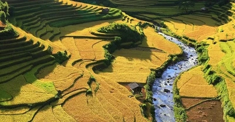 Đừng bỏ lỡ các địa điểm săn lúa chín gần Sapa