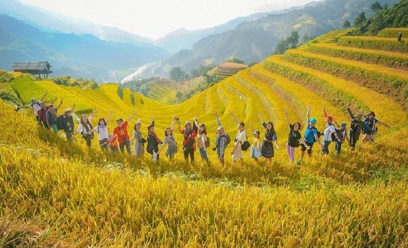 Lãng đãng hư ảo sương mù lúa chín