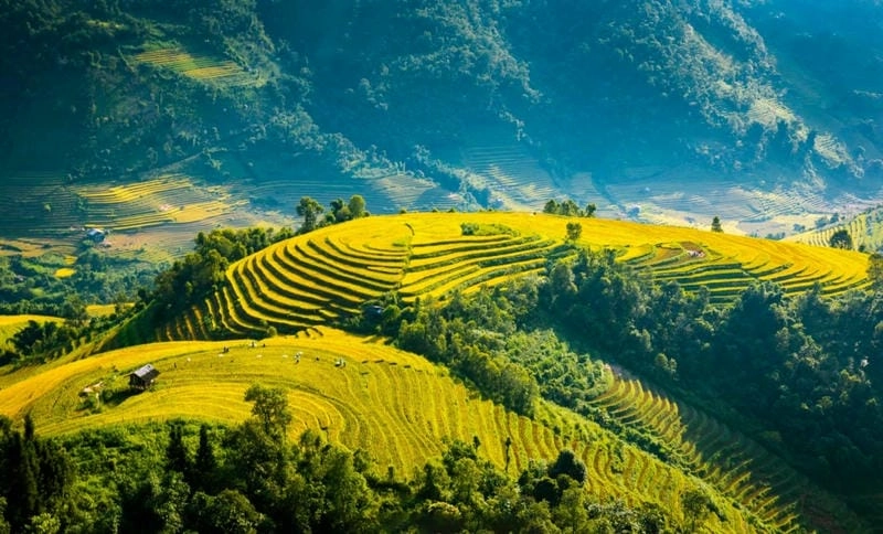 Chạm mây trên đỉnh Fansipan lúa chín