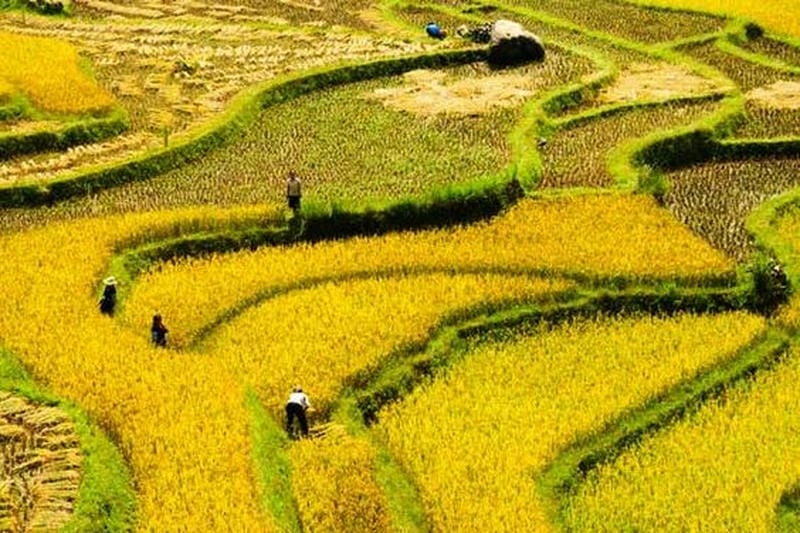 Chạm ngõ lúa vàng Mộc Châu đang độ đẹp nhất năm