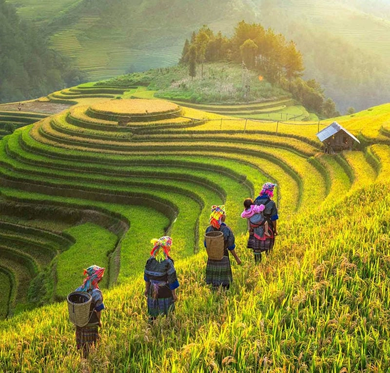 Chiêm ngưỡng bình minh lúa chín giữa sương mai mờ ảo