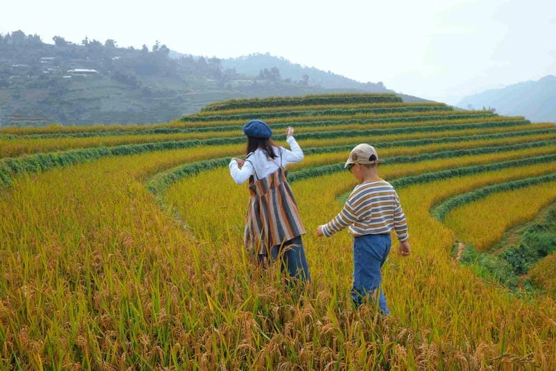 Khám phá các địa điểm săn lúa chín nổi tiếng gần Mù Cang Chải