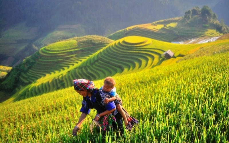 Mùa thu Yên Bái vàng ươm ruộng bậc thang tuyệt sắc trời