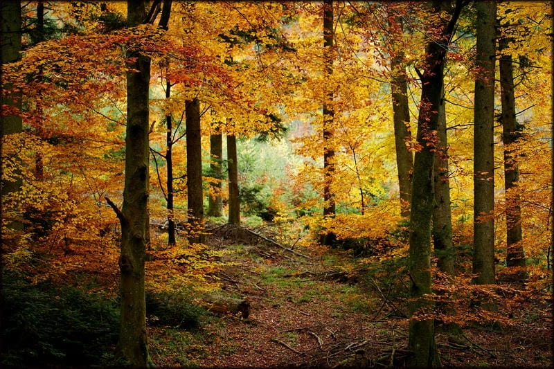 Ảnh lá đỏ Black Forest đẹp rực rỡ và lãng mạn