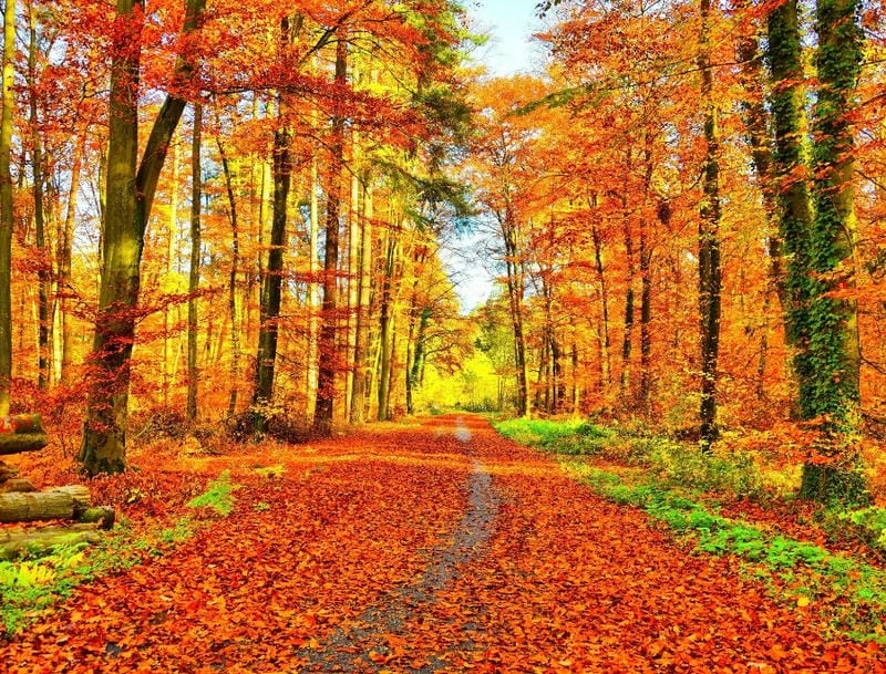 Điểm lý tưởng ngắm mùa thu lá đỏ Black Forest làm say lòng người