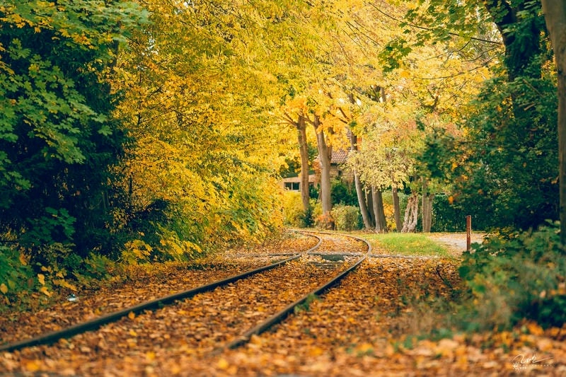 Đường mòn lá đỏ trải dài lãng mạn