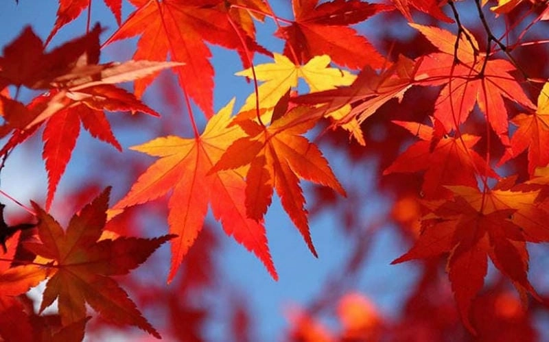 Đẹp nao lòng quá ảnh lá đỏ Đà Lạt