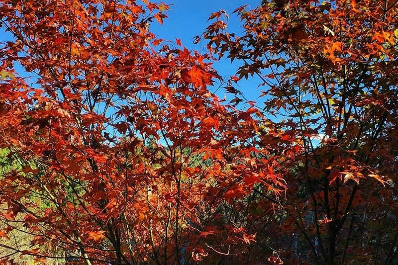 Lối nhỏ nhuộm sắc đường mòn lá đỏ