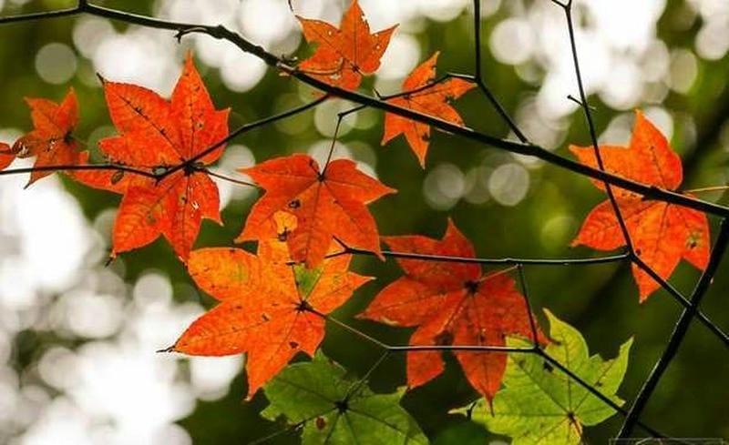 Lặng yên chạm nhẹ mùa thu Đà Lạt