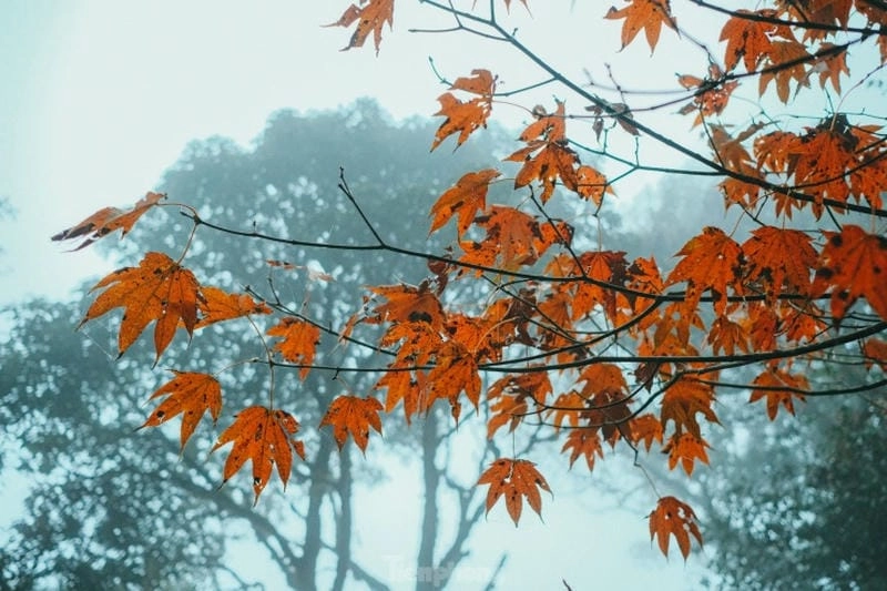 Mờ ảo lãng đãng sương mù lá đỏ