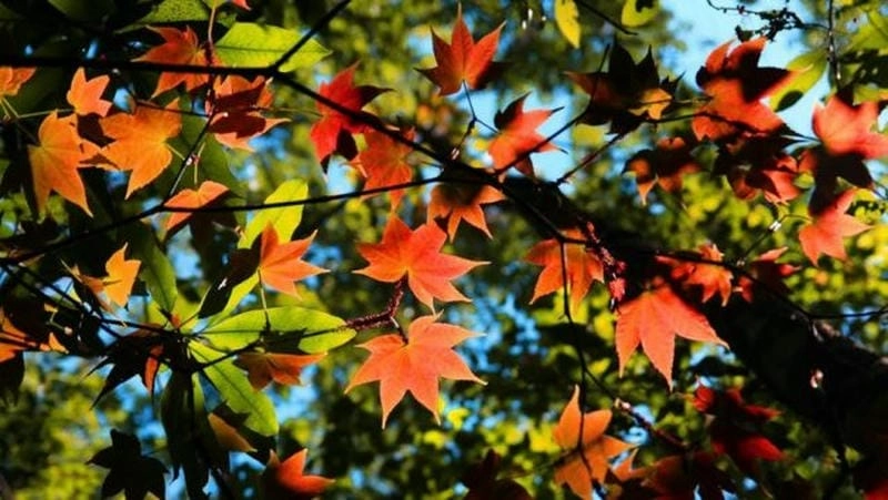 Nắng nhẹ chiếu qua bình minh lá đỏ