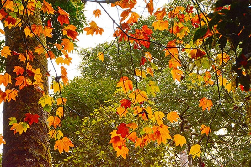 Thành phố mộng mơ Đà Lạt thơ mộng