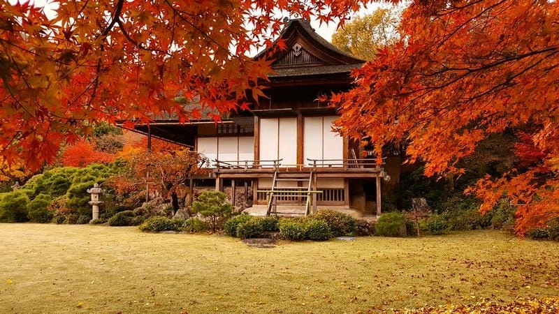 Ảnh lá đỏ Kyoto đẹp rực rỡ và lãng mạn