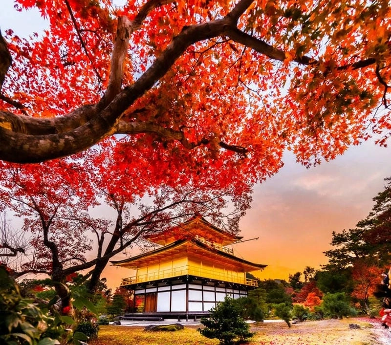 Hoàng hôn Kyoto lãng mạn bên những hàng cây lá đỏ