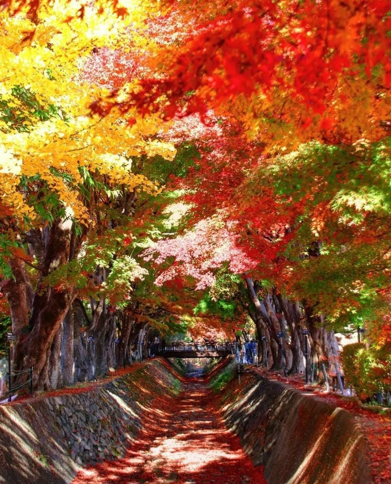 Lá đỏ rực rỡ khắp thành phố Oslo