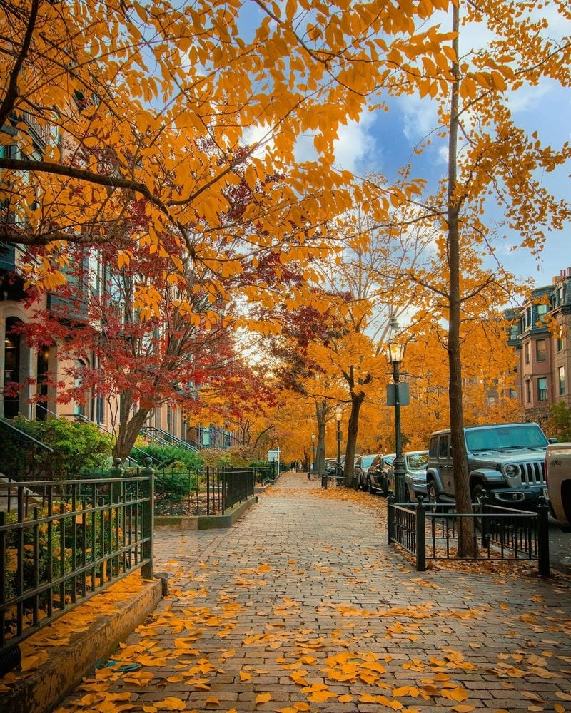 Vẻ đẹp lãng mạn của lá đỏ Oslo