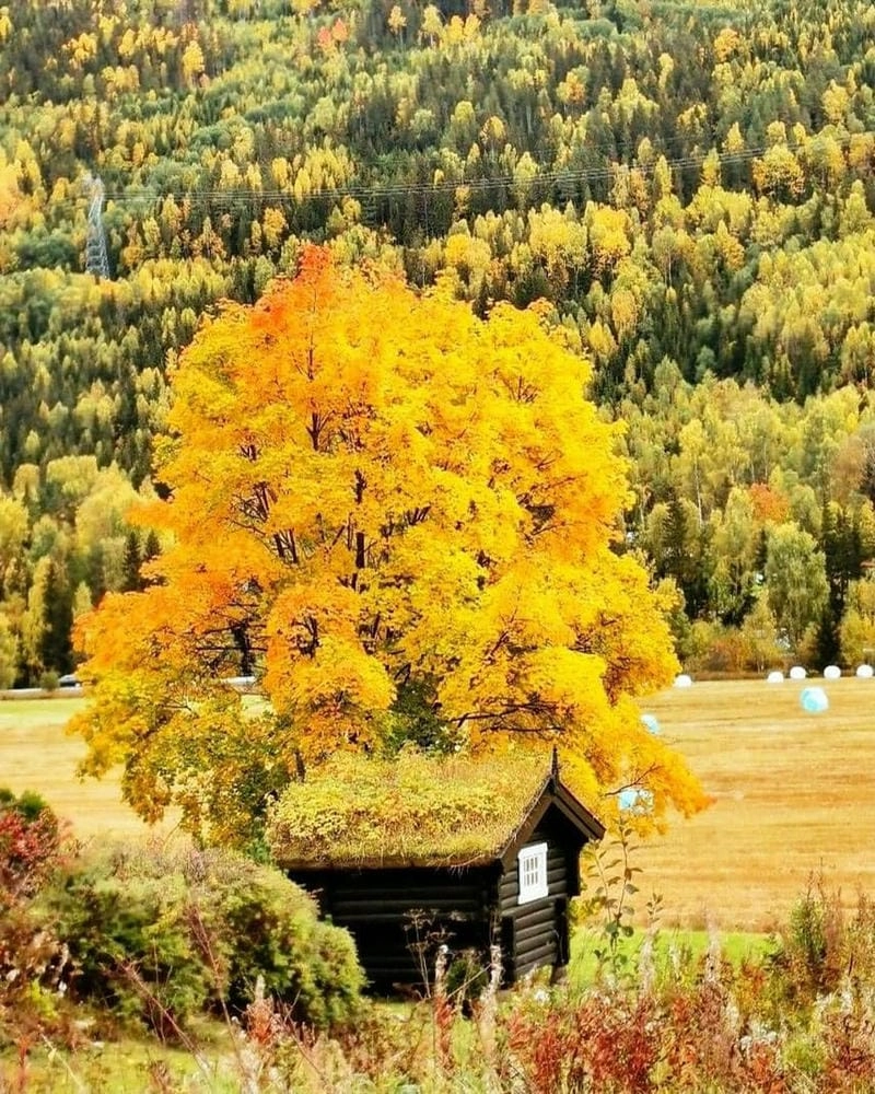 Công viên Vigeland lá đỏ nhuộm màu