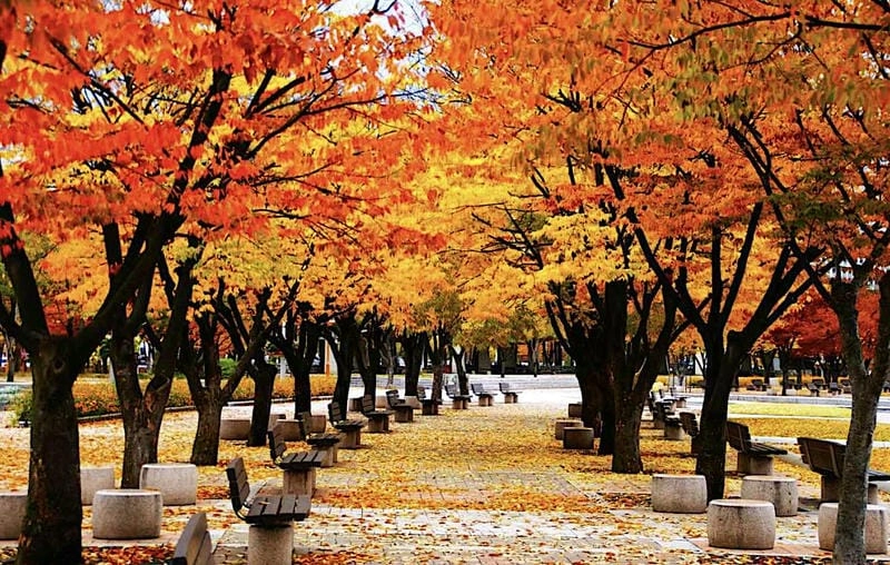 Hoàng hôn Quebec lãng mạn bên những hàng cây lá đỏ