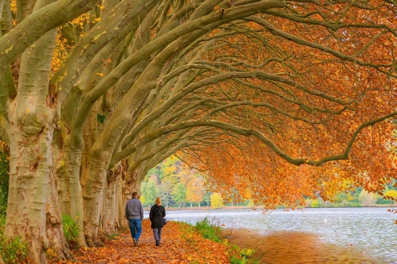 Lá vàng rực rỡ báo hiệu mùa thu Budapest