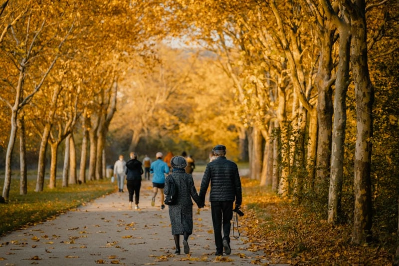 Sương mù lá vàng buổi sớm mai huyền ảo