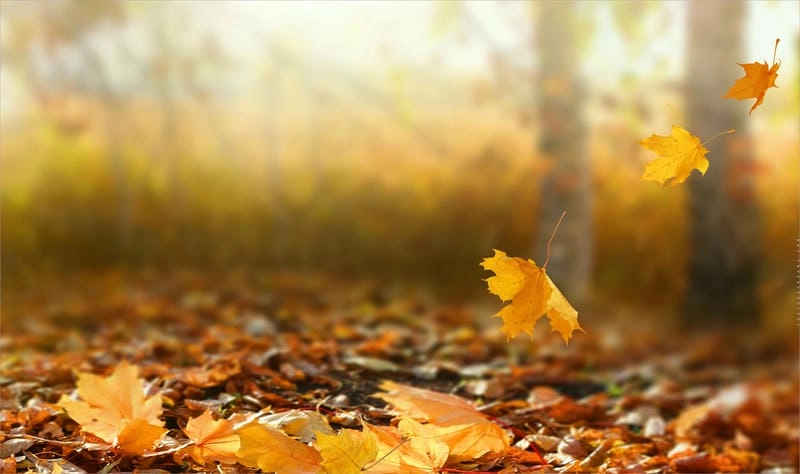 Không gian ấm áp đón bình minh lá vàng tuyệt đẹp